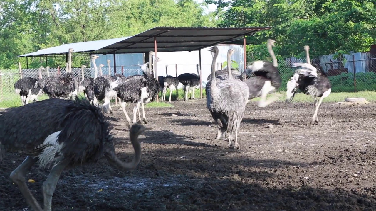 Ostrich Video Jhapa Nepal