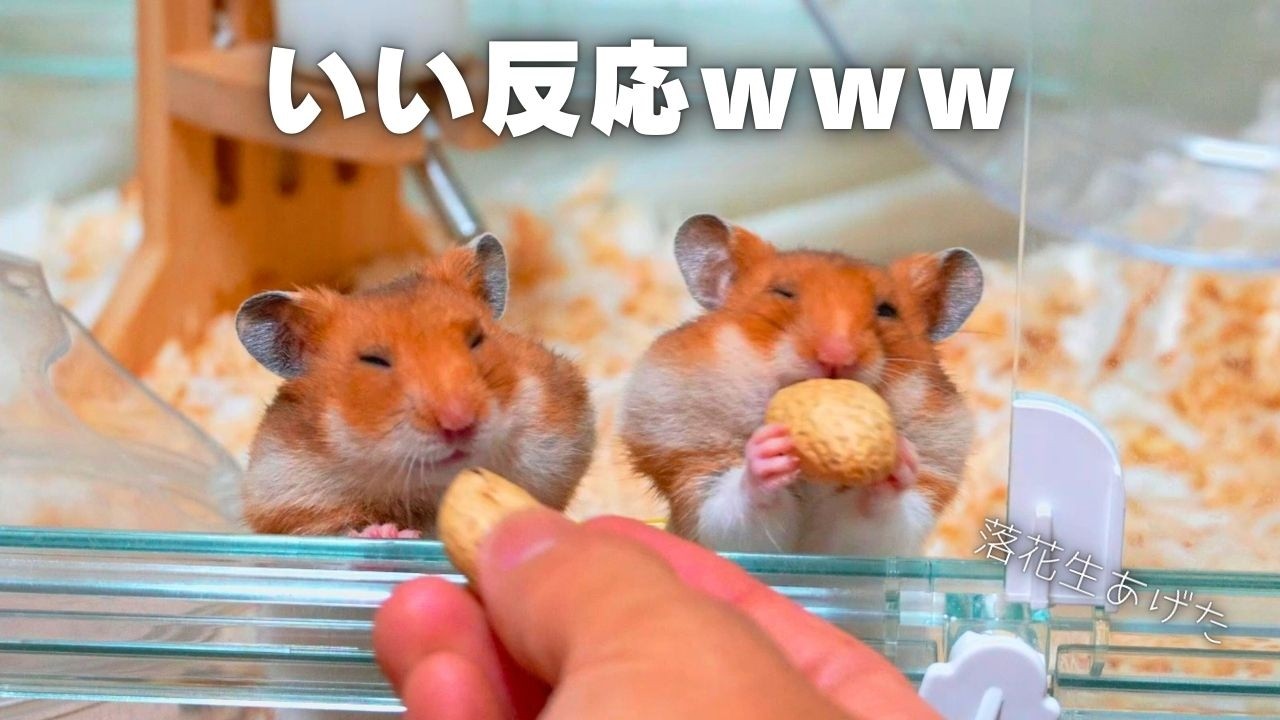 笑いの行動続出ｗハムスター達に落花生あげてみた！