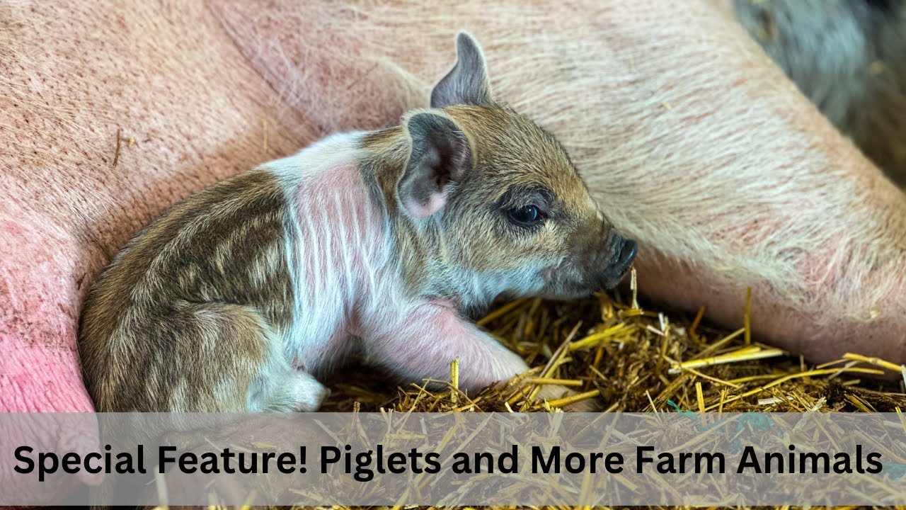 Farm Animals for Kids, Featuring Newborn Piglets