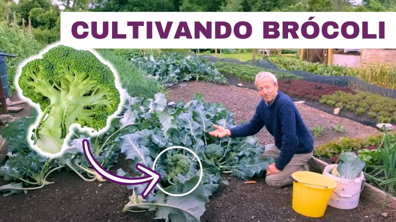 Cosecha brócoli y col todo el año con este sencillo truco de siembra!
