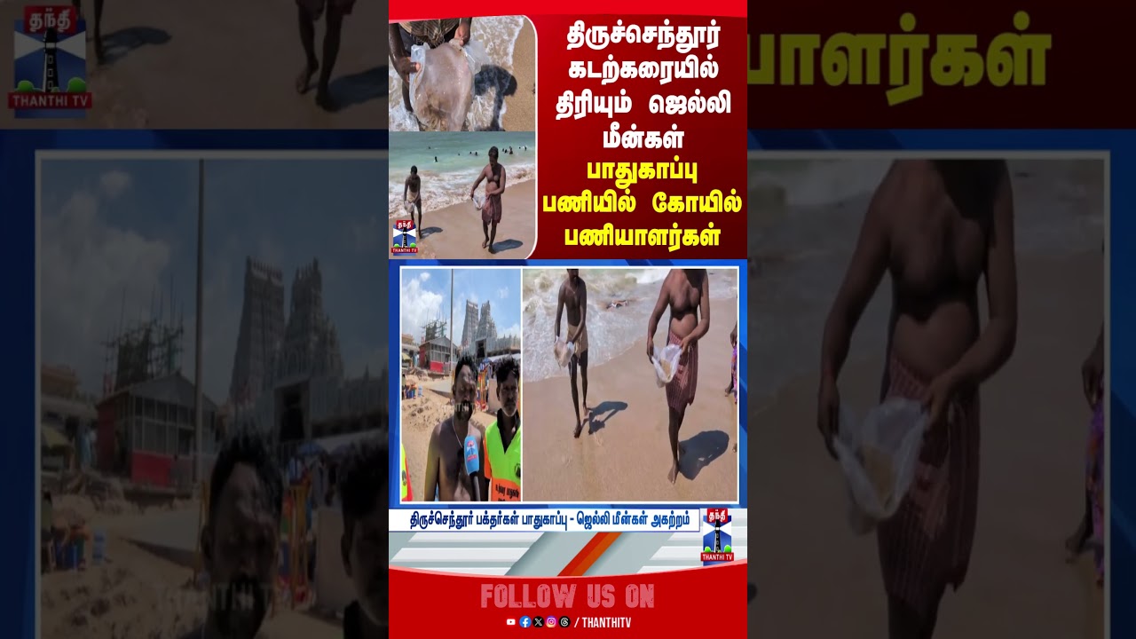 Jelly Fish  | thiruchendur | beach  | temple | security | thanthitv