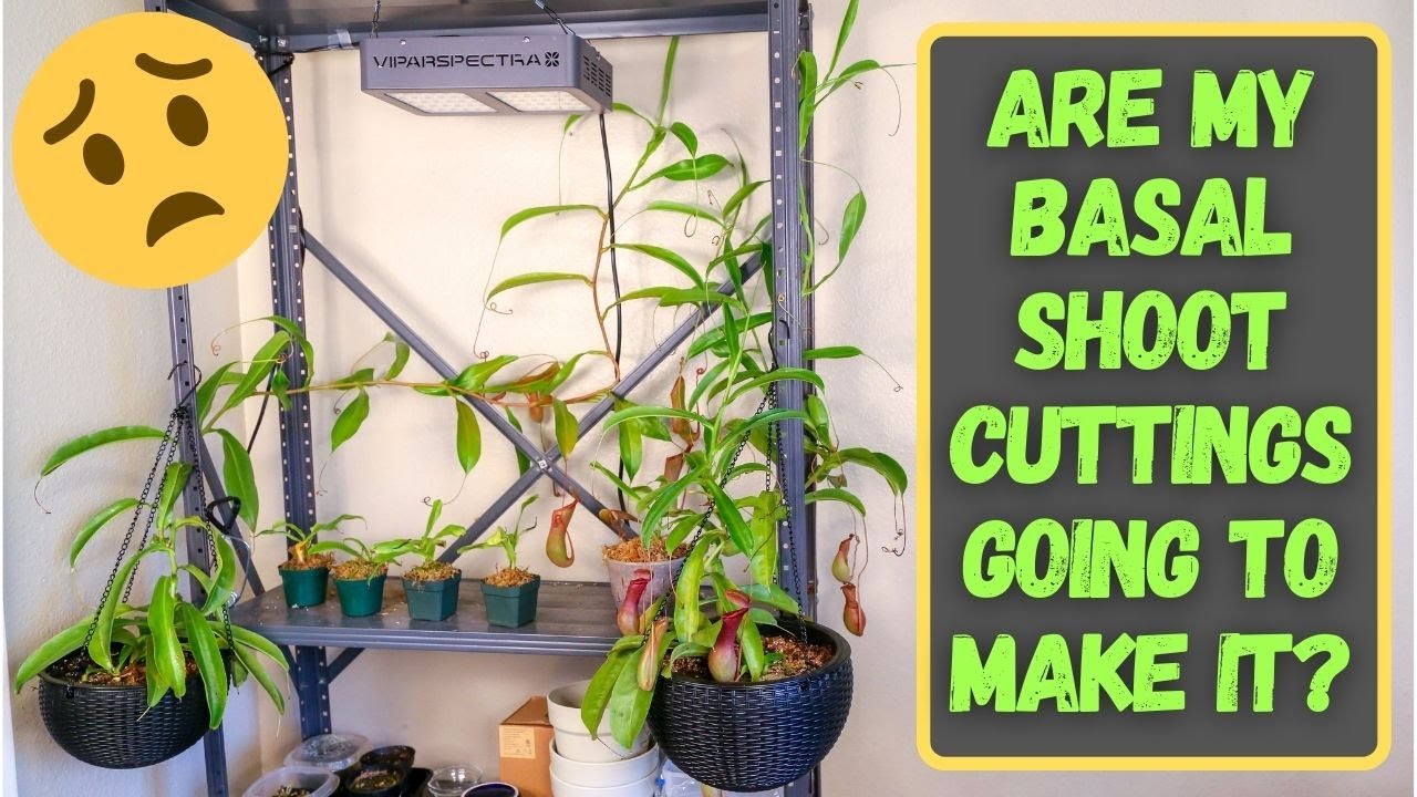 Nepenthes Ventrata Is Going Crazy! (9 Month Update) + Basal Shoot Cuttings Update: Did They Die?