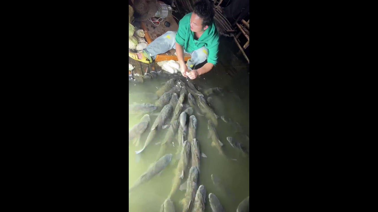 livestreaming