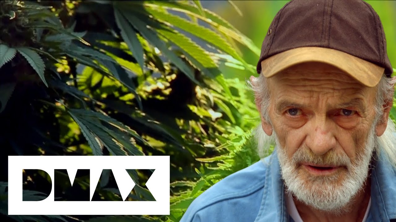 Infamous Grower “Knows The Law Of Cannabis Inside And Out’' | Weed Country