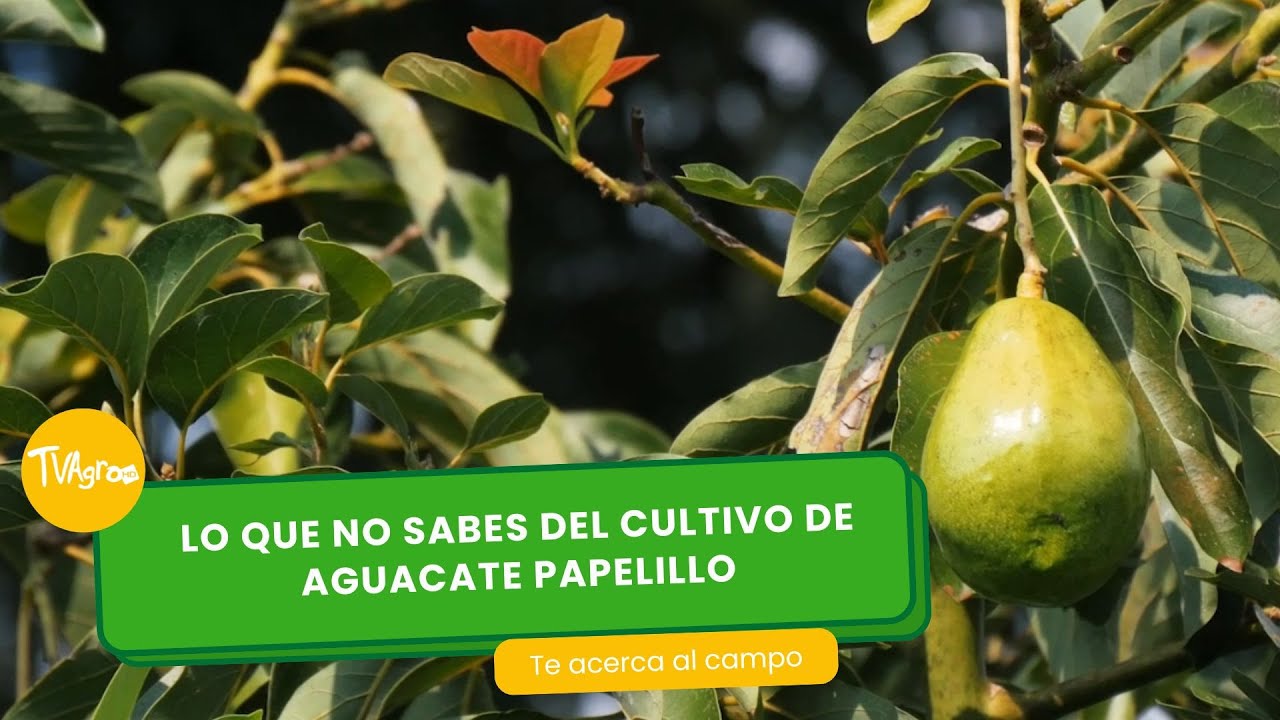 Lo que no sabes del cultivo de aguacate papelillo- TvAgro por Juan Gonzalo Angel Restrepo