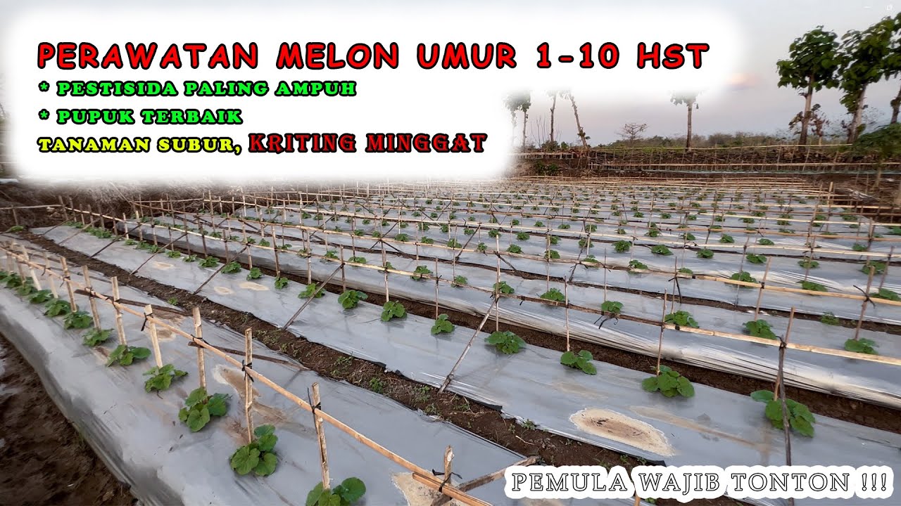 PERAWATAN MELON UMUR 1-10 HST, FOKUS PENCEGAHAN KRITING DAUN