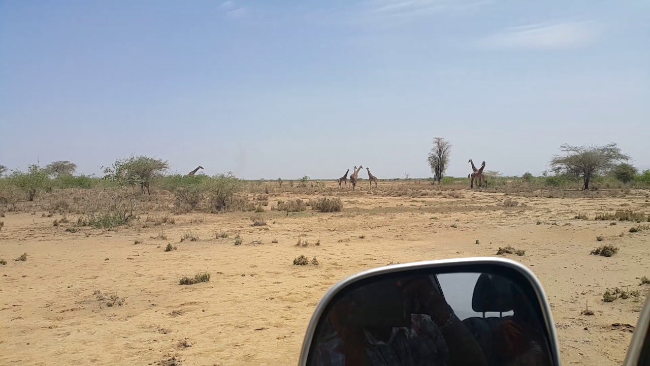 Giraffe watching in Shompole.
