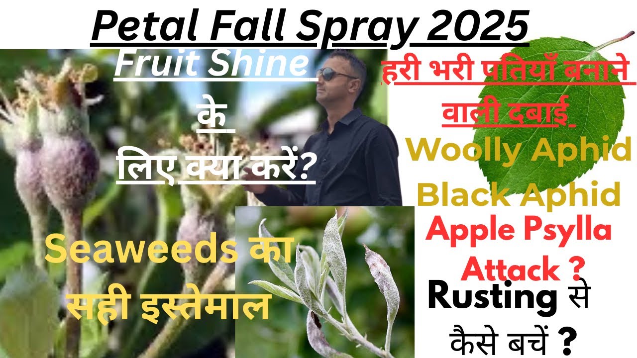 Petal Fall Spray | Petal Fall Spray Schedule 2025 |