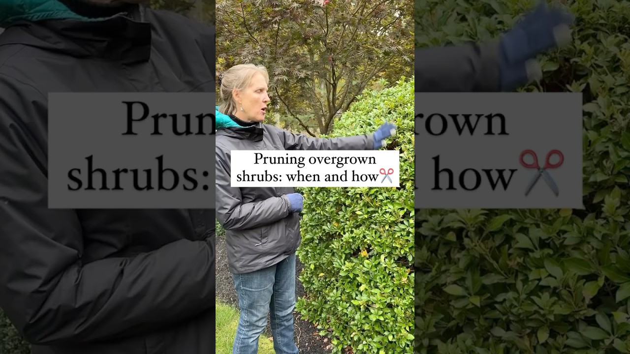 How And When To Prune Overgrown Shrubs