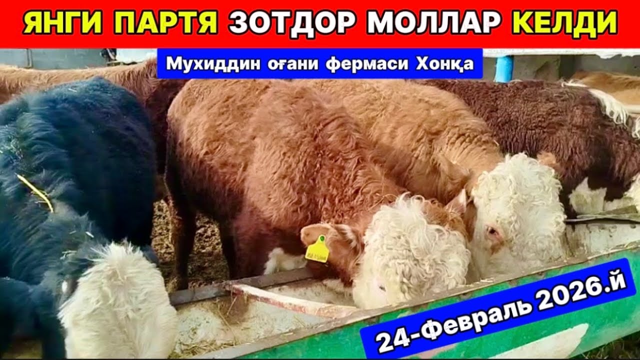 ЯНГИ ПАРТИЯ ЗОТДОР МОЛЛАР КЕЛДИ Мухиддин оғани фермаси Хонқа 24-февраля 2026 г.