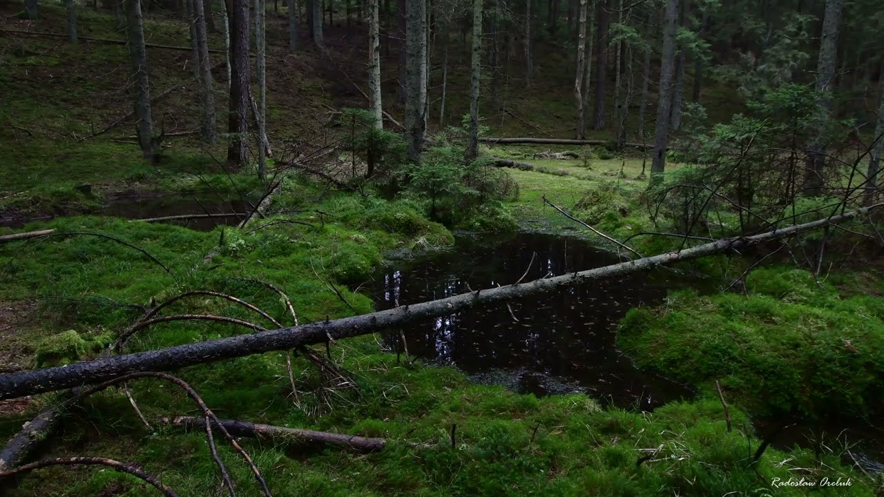 8. Puszcza Augustowska - Rospuda | Odgłosy lasu