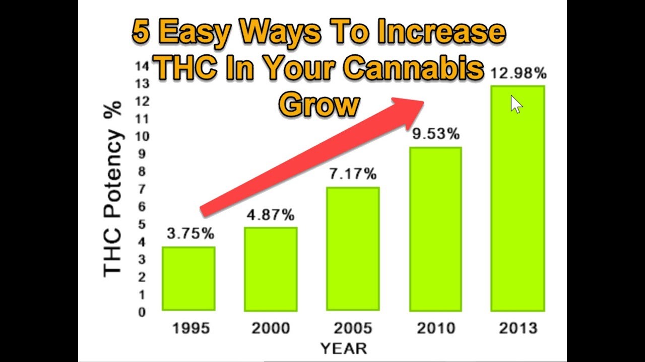 5 Easy Ways To Increase THC In Your Cannabis Grow