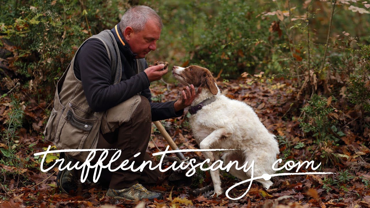 Truffle foraging experience with dogs 🐶🐶