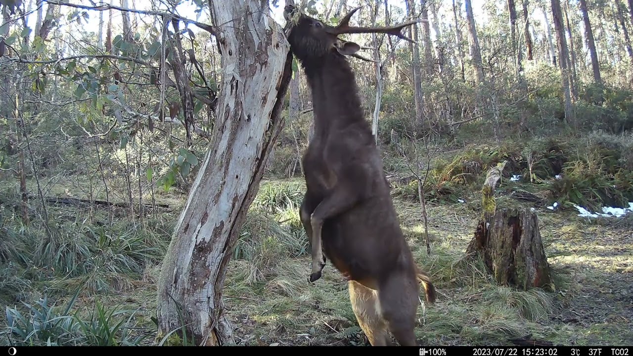 Sambar Deer on NexcamTC02