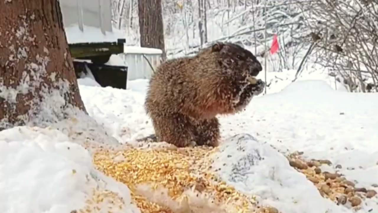 Groundhog in the snow all fluffy and cute eating peanuts