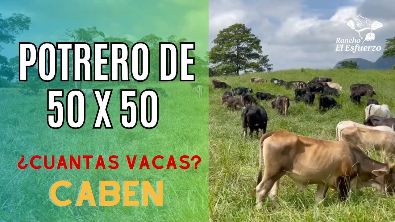 METIENDO VACAS EN UN POTRERO DE 50 X 50 I Rancho el Esfuerzo