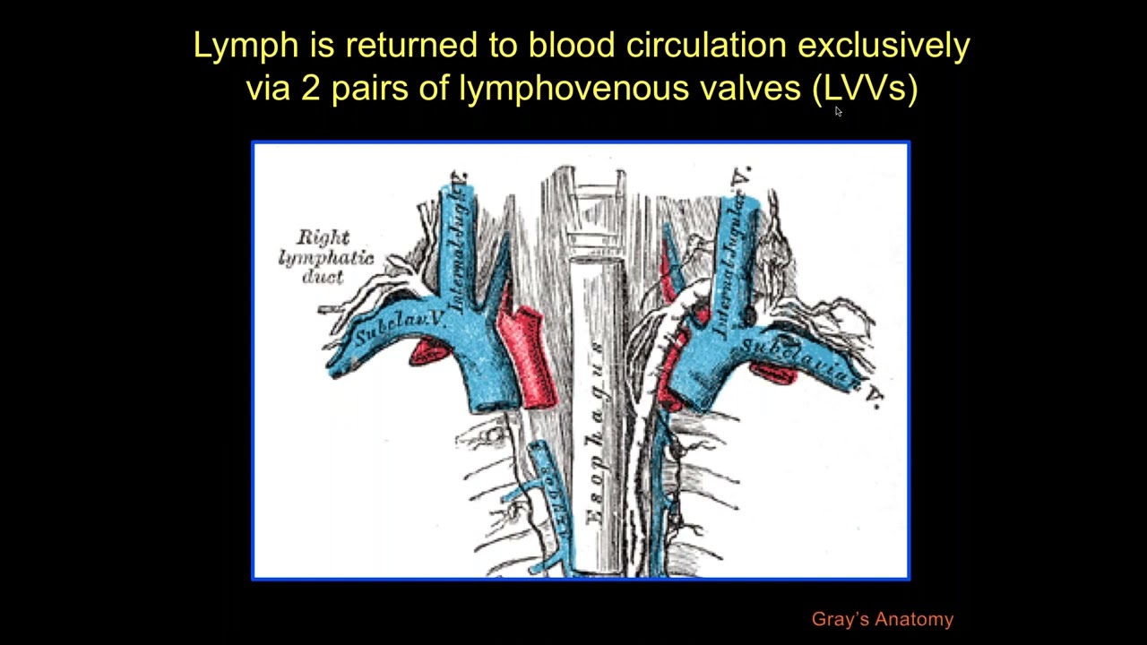 Wnt/ß-Catenin Signaling, Mechanotransduction and Lymphatic Vascular Development