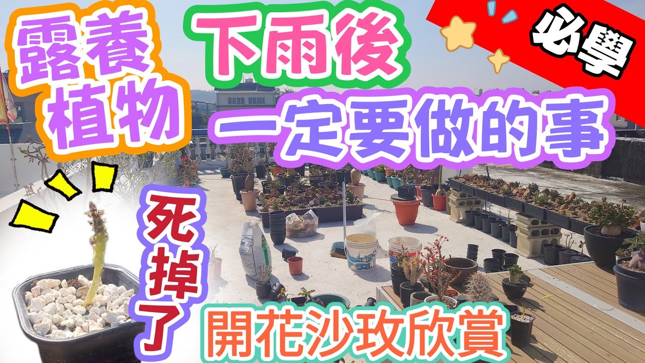 ［阿郁教學］植物下雨後必做的事#塊根#塊根植物#龍舌蘭#多肉植物#多肉#盆景#盆栽#沙漠玫瑰#花園#植物#植物燈#生活#有趣#開箱#療癒#鹿角蕨#觀葉植物#花市#園藝#田尾#教學#花#栽培#秘訣#日常