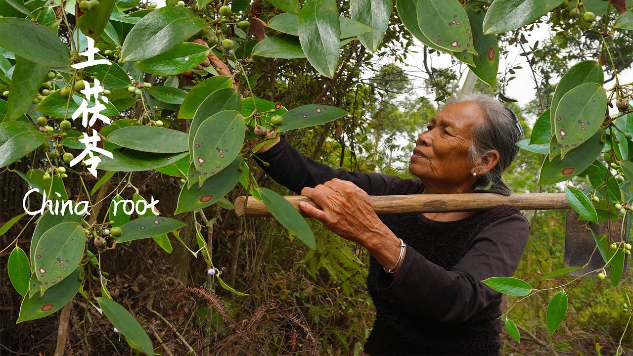 土茯苓越來越少，阿婆3小時只挖得4斤，有錢也難買的好貨 | Guangxi grandmother uses medicinal materials to make delicious dishes