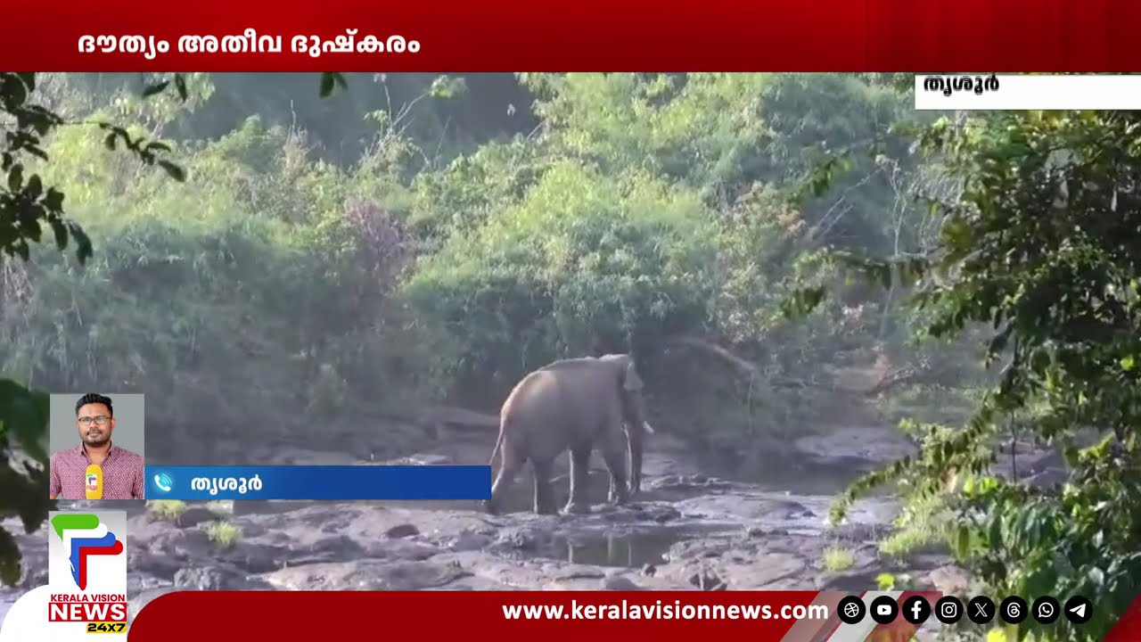 ദൗത്യം അതീവ ദുഷ്‌കരം; അതിരപ്പിള്ളി ആനയുടെ ആരോഗ്യസ്ഥിതി മോശം അവസ്ഥയില്‍