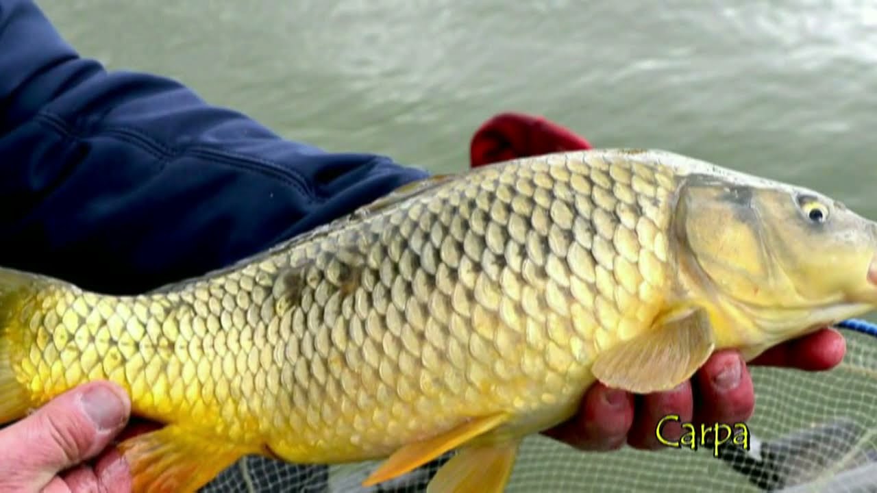 Il percorso del fiume Lambro: Erba e Alta Brianza