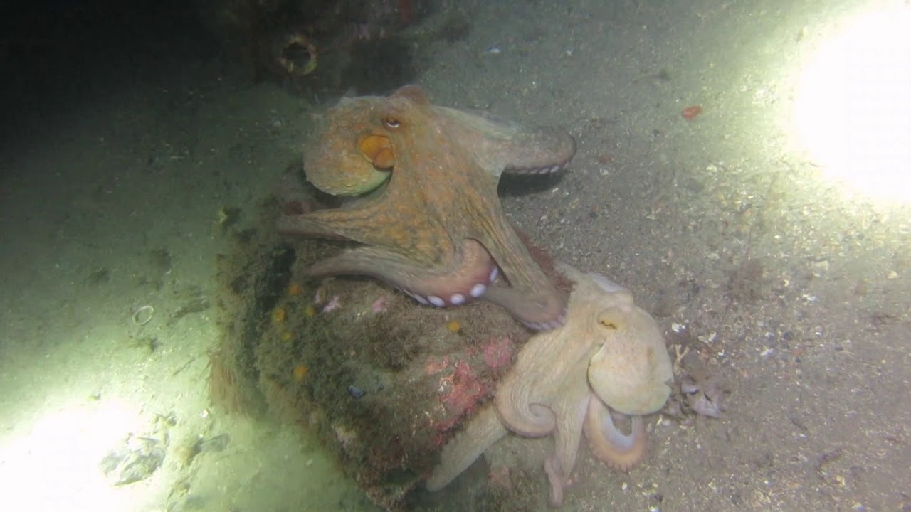 Pelea de pulpos