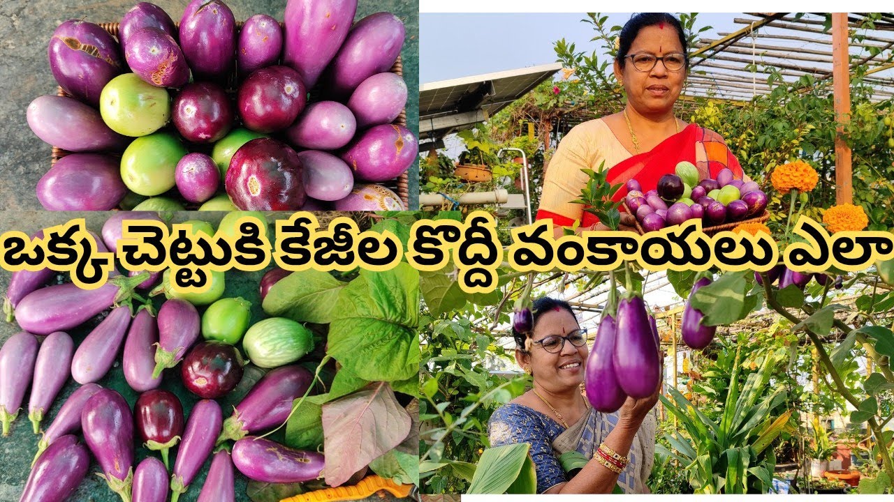 కేజీలు కొద్దీ వంకాయలు కొయ్యాలి అనుకుంటున్నారా? అయితే వీడియో మీకోసం #@Aadilakshmi terres garden 
