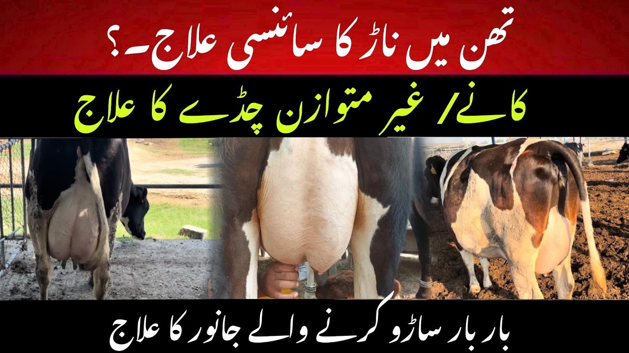 Thun me naar ya gilti ka scientific treatment II Imbalanced udder treatment II Mastitis treatment