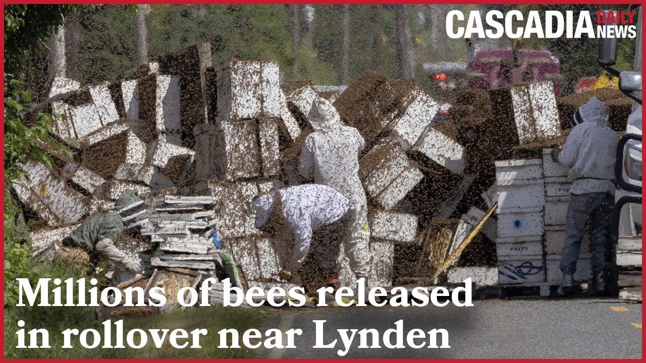 Millions of bees released in rollover near Lynden