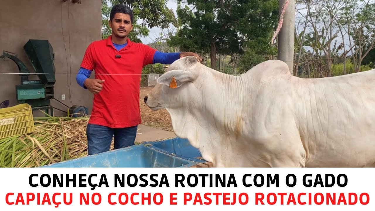 Conheça nossa rotina com o gado - Capiaçu no cocho e pastejo rotacionado