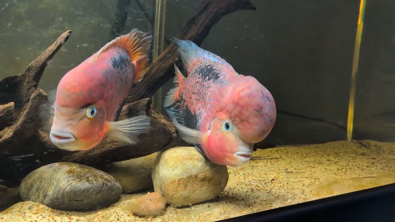 240 Gallon South and Central Community Fish Tank Update