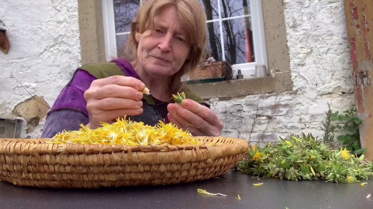 Löwenzahn Blütengelee selber kochen