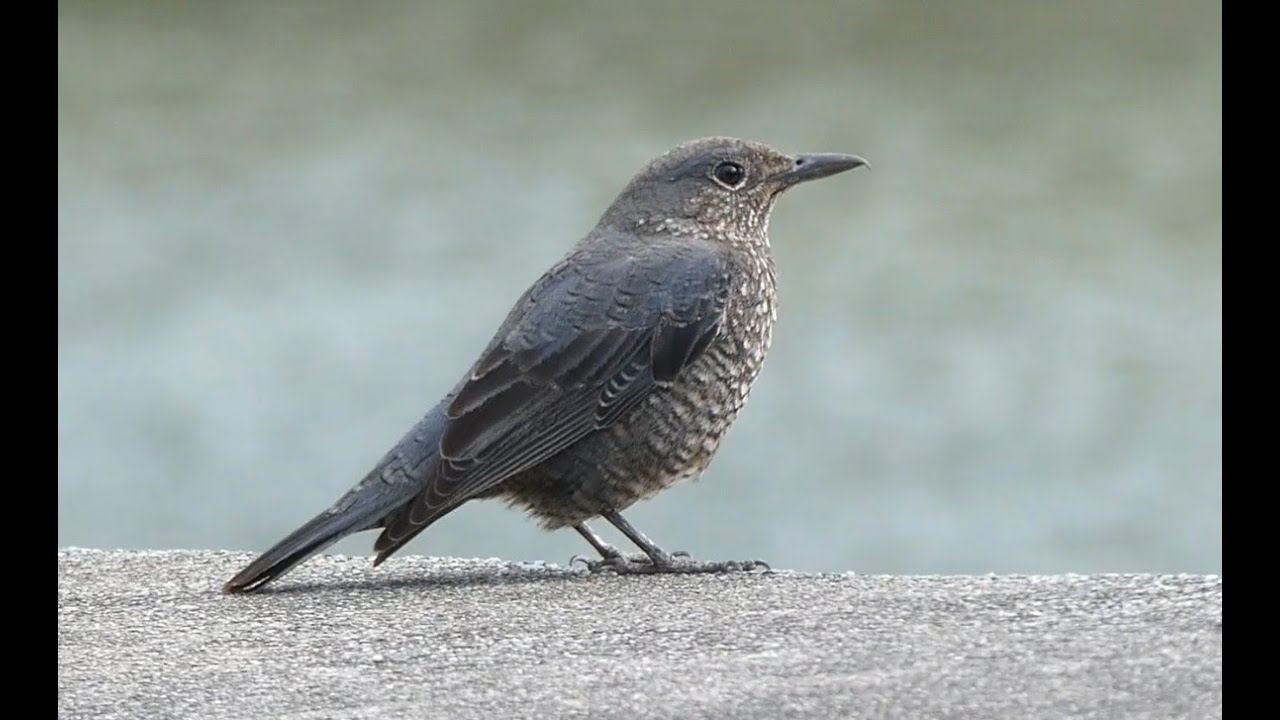 浜比嘉島・シルミチューにいた雌のイソヒヨドリ / female Blue Rock Thrush at Shirumichu on Hamahiga Island