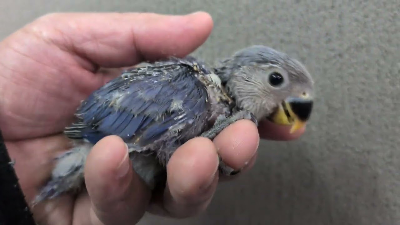 コザクラインコ ヒナ 手乗り LOVEBIRDFUKUOKA(ラブバードフクオカ)2026.1.26
