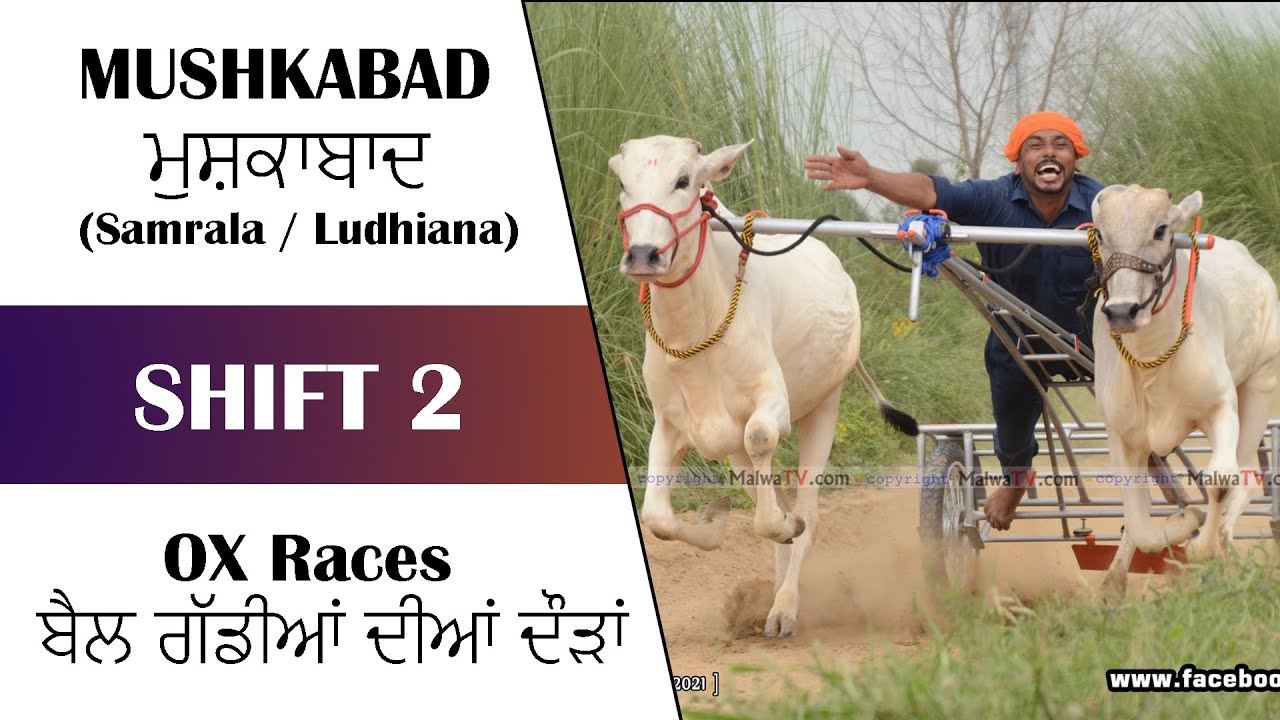 SHIFT-2 MUSHKABAD / ਮੁਸ਼ਕਾਬਾਦ (Samrala / Ludhiana) OX Races / ਬੈਲ ਗੱਡੀਆਂ ਦੀਆਂ ਦੌੜਾਂ (1-10-2021)