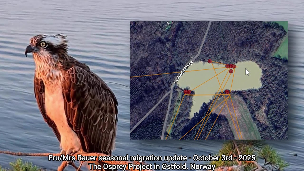 Fru/Mrs Rauer seasonal migration update - October 3rd - 2025 #frurauer #ospreynest