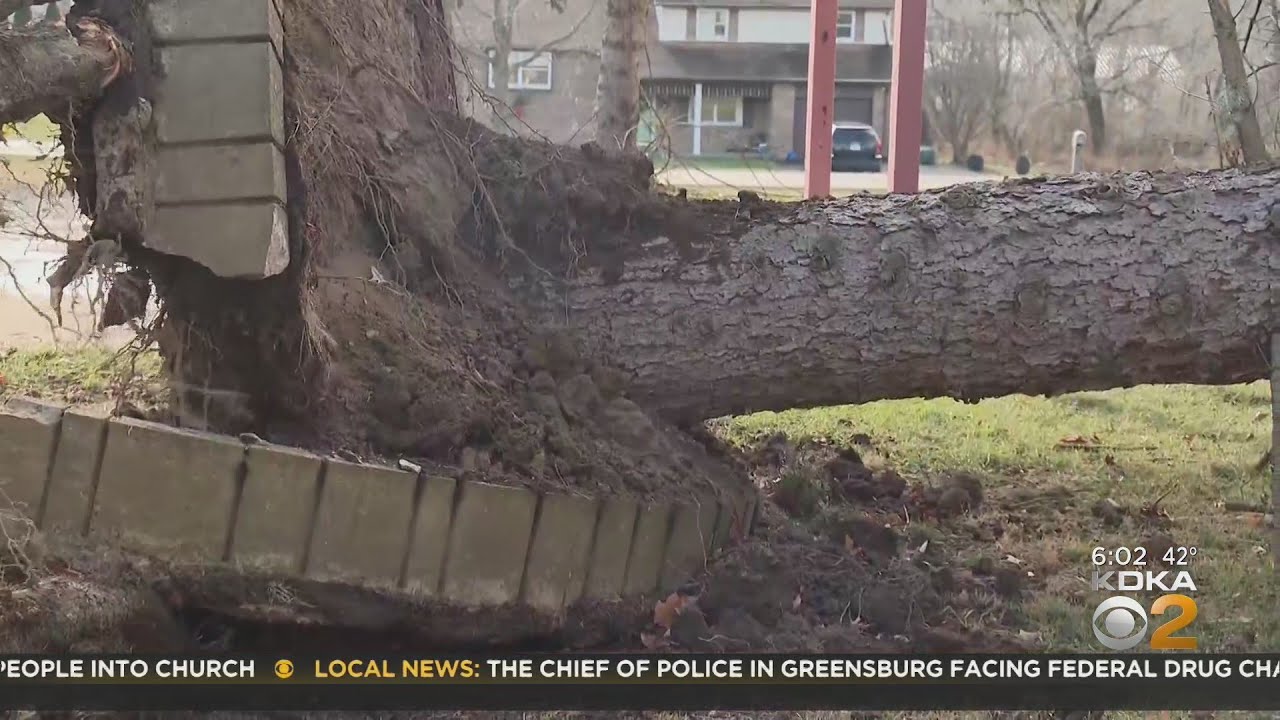 Wind brings down trees in Fayette County