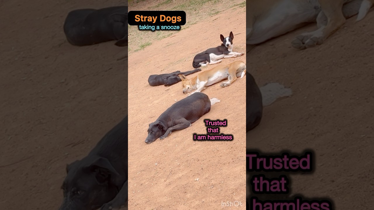 Stray Dogs having a Siesta#straydogs#desikutta#dogactions#kuchtobatazindagi#doglovers#bekind#shorts