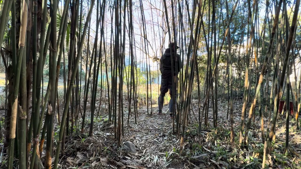 🪴 Garden Work in Japan: Clearing a Drainage Channel and Thinning Bamboo for Light – Japan Garden