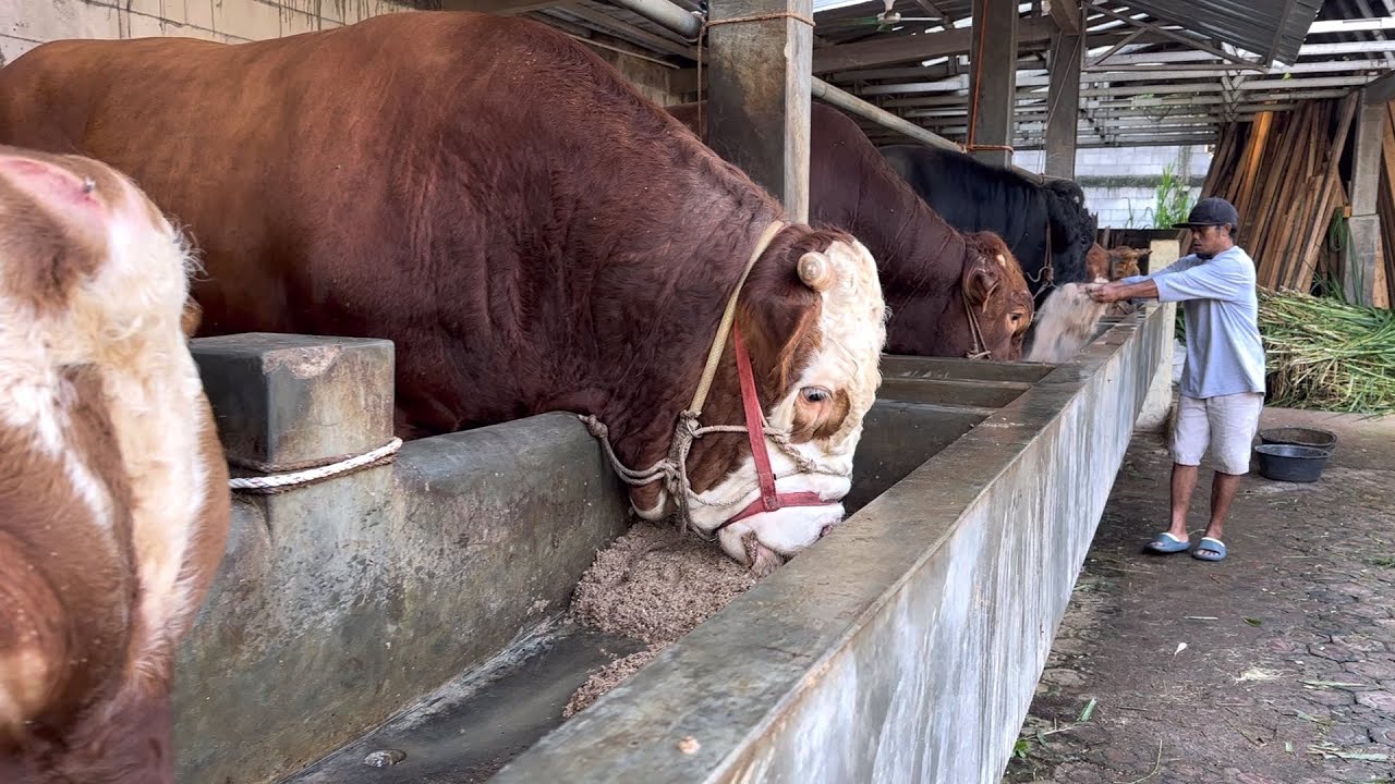 COMBORAN SAPI JUMBO DUTA FARM 61 KUNINGAN