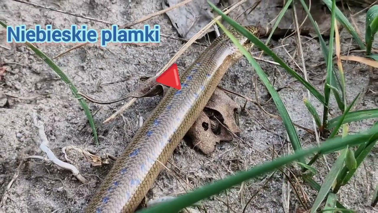 Spotkanie po 25 latach Padalec zwyczajny&nbsp;(Anguis fragilis) piękna jaszczurka