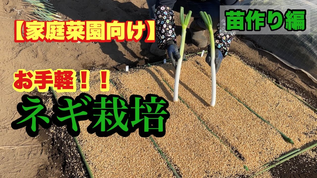 ネギ苗の作り方・家庭菜園でも簡単にできる種まき講座　22/3/15