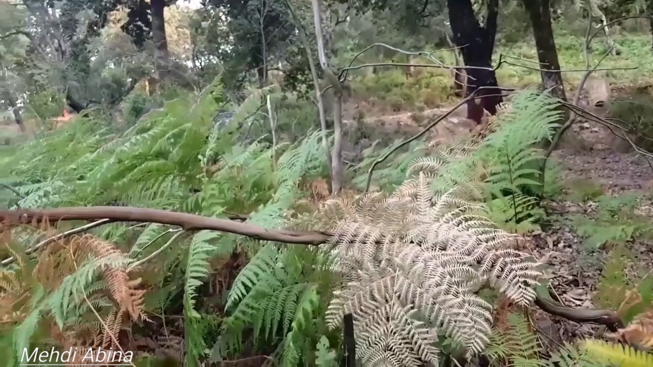 Bougoula El Aouana is a very impressive forest in Jijel, Algeria 😍👑