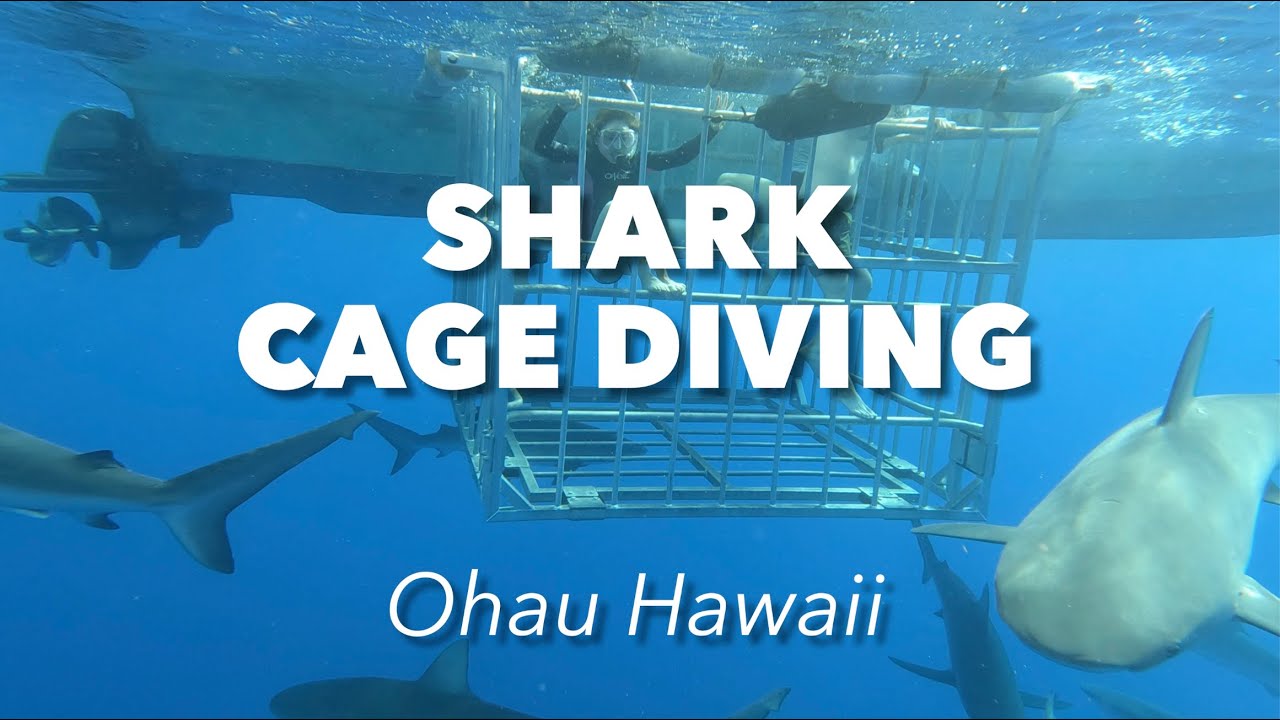 Shark encounter experience in cage diving at Hawaii
