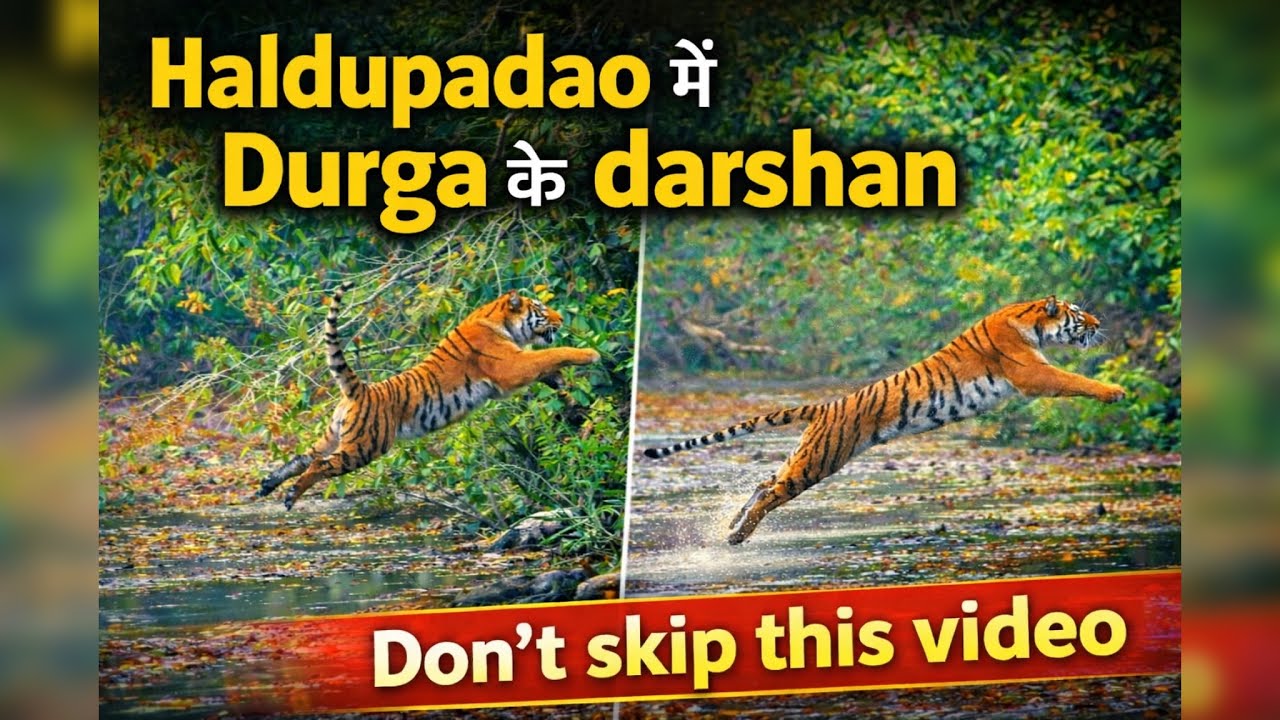 Bhayankar sighting pehli safari mein, wildlife at its best!!