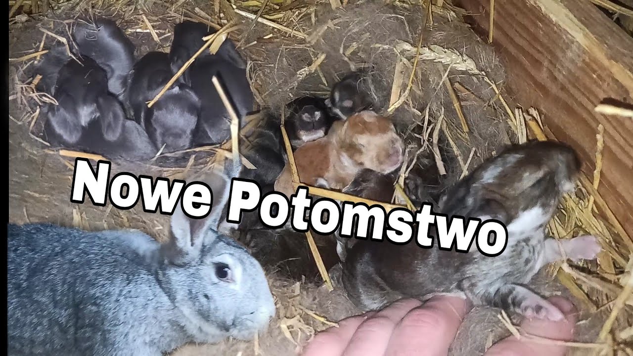 Zmiany w Hodowli : Wykoty/Karmienie królików