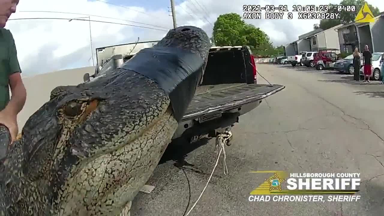 10-foot alligator found under parked car in Florida