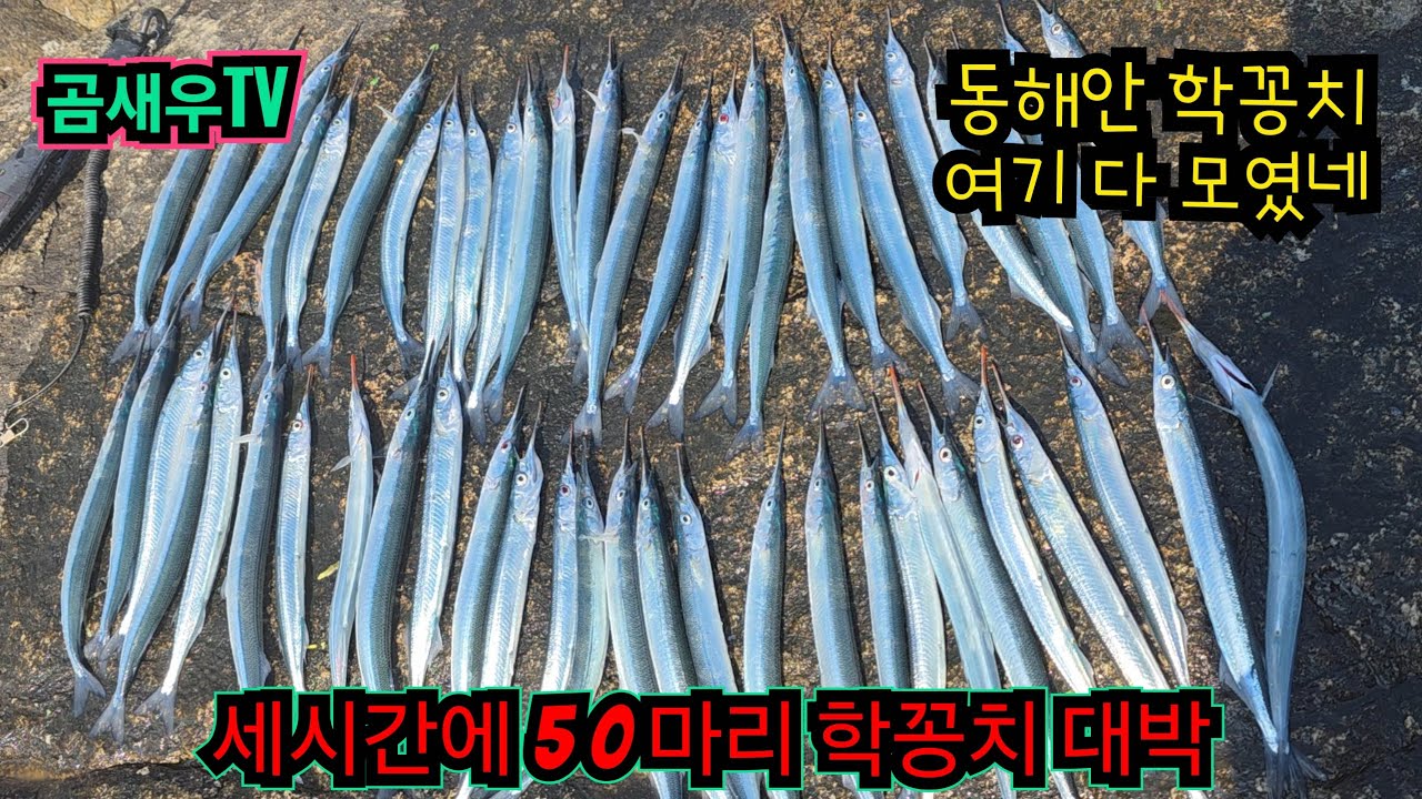 동해 학꽁치 일타 일피 포인트 공개. 도보 갯바위 던지면 무는 곳. 주차부터 포인트 진입 공개. 학꽁치 큰 사이즈 잡는 꿀팁 공개