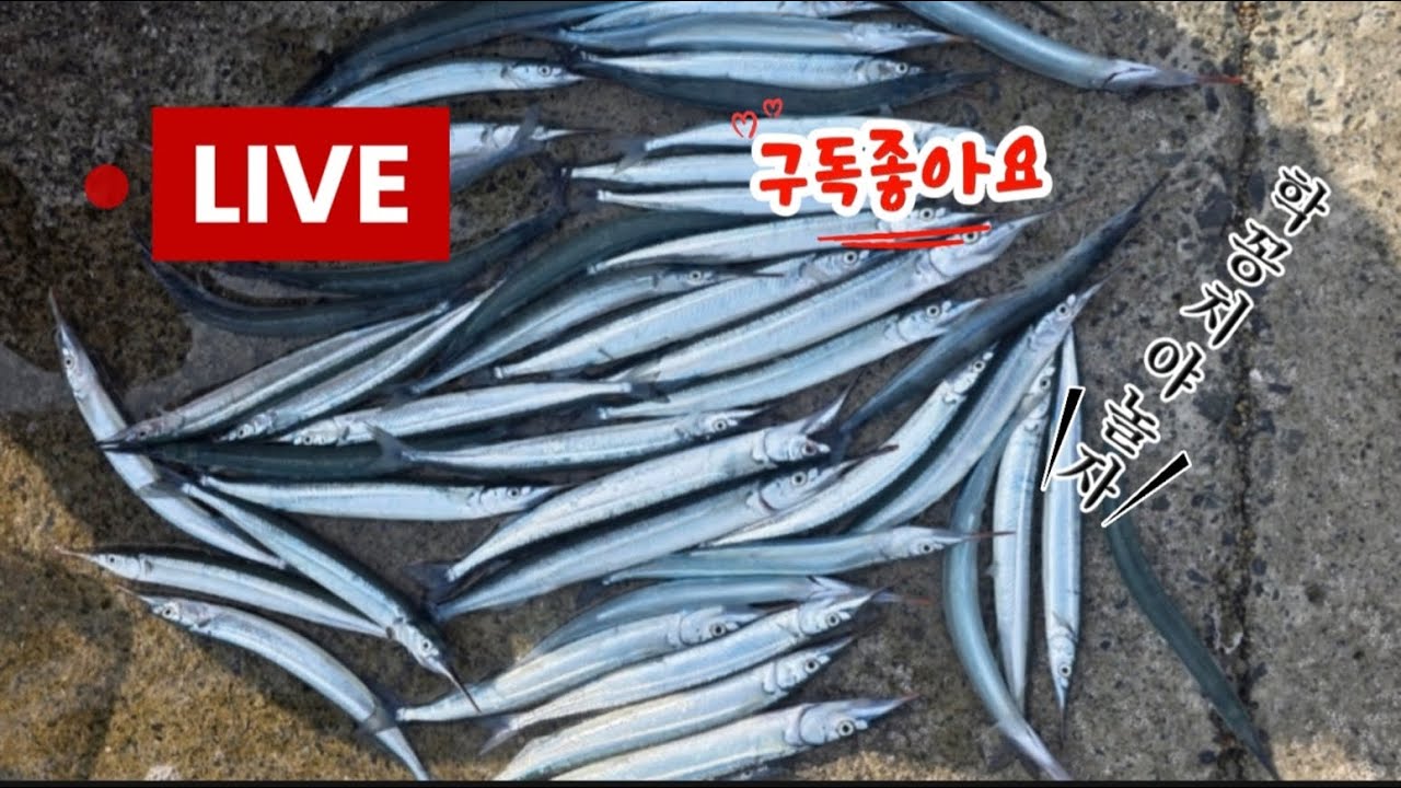 부산 새바지항 학이야 놀장~#학꽁치
