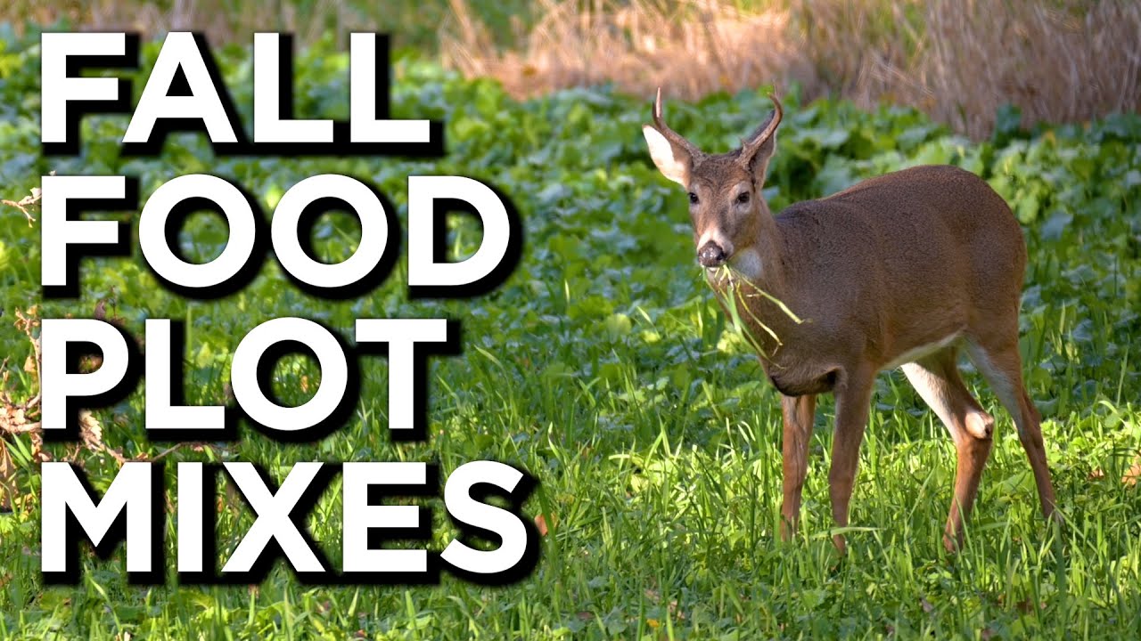 Our FAVORITE Fall Food Plot Blends For Deer!!